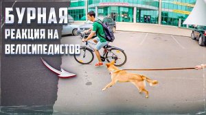 Бурная реакция на велосипедистов