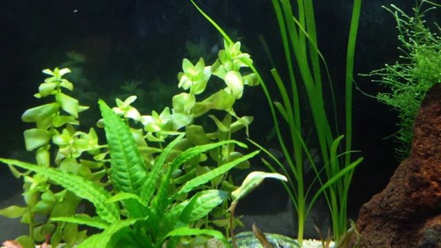 Jungle Val Pearling? No CO2 Injection смотреть онлайн