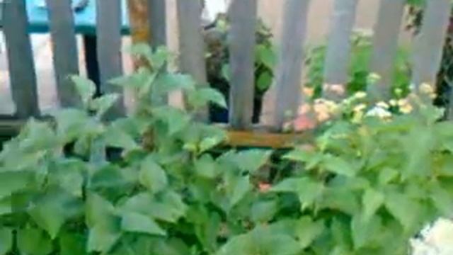 Благоустройство дома. Корневое.Скопинский район, Ряз.обл.