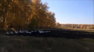 #домашниеГусиЛетают ГУСЯТА УЧАТСЯ ЛЕТАТЬ!