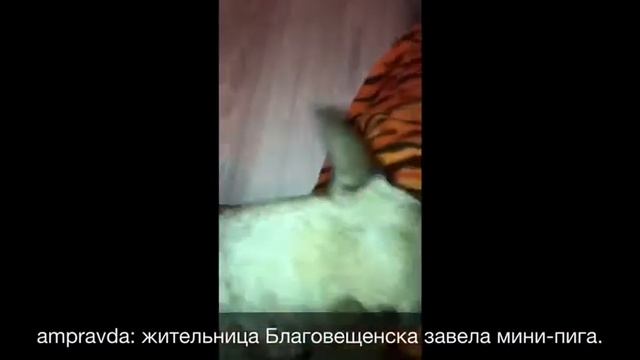 Мини-пиг в квартире благовещенки смотреть онлайн