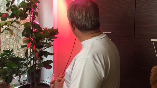 Освещение, полив лимонов и других цитрусовых. смотреть онлайн