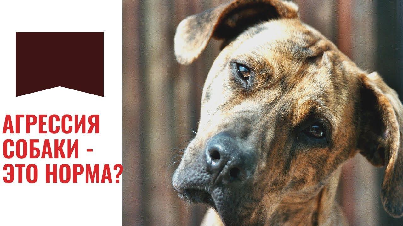Агрессия собаки -  это норма? (Андрей Курбатов и Галина Меренкова) смотреть онлайн