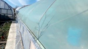 В гостях у Владимира. Липецк. Клубника и томат в теплице.