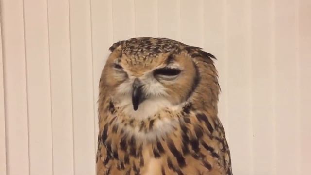 Сова с коронавирусом чихает смотреть онлайн