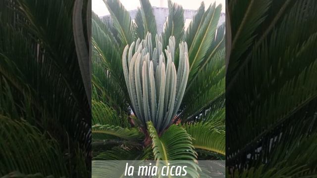 La mia cicas