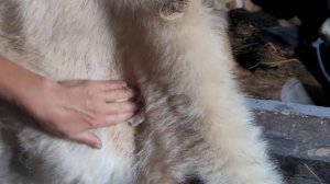 Укольчики коровам подкожно и внутремышечно, профилактика.