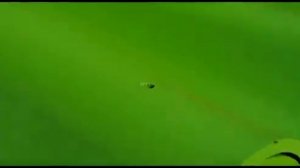 Как правильно монтировать шифер Волнаколор