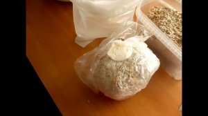 Первый опыт выращивания грибов дома ( 1 часть )