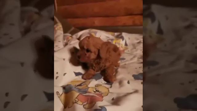 Продажа МальтипуМини Щенок ждёт своих родителей. Профпитомник Maltipoo Elite. Киев. +38098-370-72-7