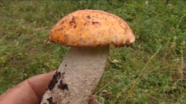 Поиск монет металоискателем | удачный поиск монет | поиск монет в полях | поиск монет смотреть онлайн