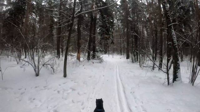 Какие документы необходимы для разведения породистой собаки на примере Кане-корсо