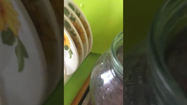 Раствор марганцовки для растений - зацветёт и колючка!!!