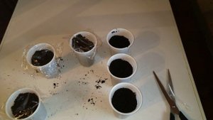 Клубника из семян. Подготовка семян. Выполнение обязательно. Стратификация. Стаканчик для рассады.