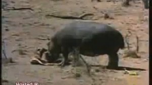 #Охота крокодила на антилопу! #ЖЕСТЬ