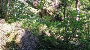 Яворова поляна июль 2023 г.