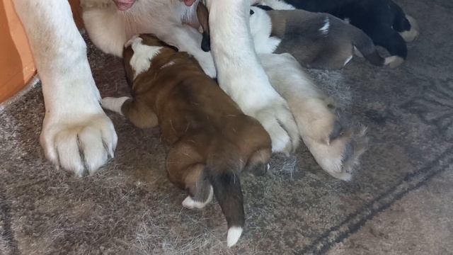 Бугай Алабай. Пошёл второй килограмм. смотреть онлайн