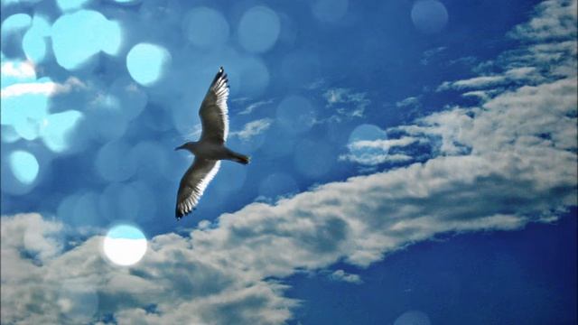 Чайки смотреть онлайн