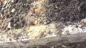 как вырастить абрикос персик из косточки