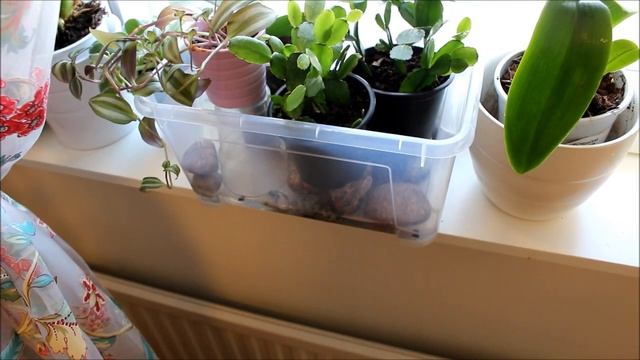 Орхидея Дендробиум. Dendrobium. Второе цветение и детки одновременно. Пересадка. смотреть онлайн