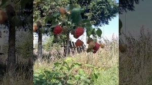 Малина "Геракл"