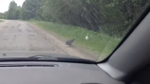 Индюки в Карелии смотреть онлайн