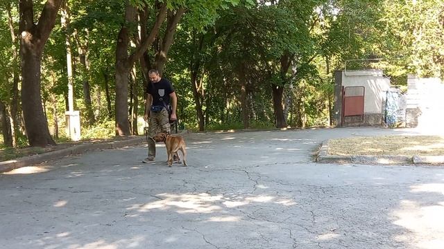 Дрессировка собаки. Питбуль смотреть онлайн