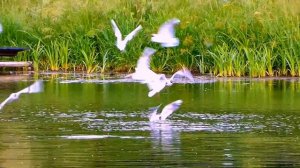 Чайки на Озере. Белые Птицы Чайки Кружат над Водой. Птицы Летают над Озером. Футажи для видеомонтаж