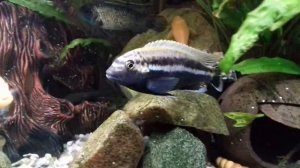 Аквариум 250 литров с цихлидами через год