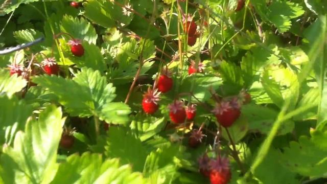 Земляничная поляна (Подмосковье) смотреть онлайн