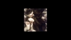 Дарьяна - Заставлял speed up