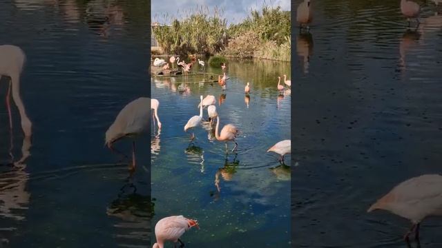 Мальта. Парк птиц. Birdpark Malta. Розовые фламинго. Мальта в январе