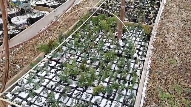 Секреты размножения хвойных. Ответы, на вопросы подписчиков.