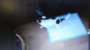 ЧИХУАХУА Мари Мистик Персей ПЕРВЫЕ 2 часа в новом доме ФОТО и видео ПРИВЕТ от выпускника питомника