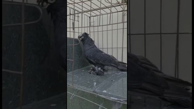 Коллекция разных мастей узбекские двухчубые голуби. Tauben. Pigeons
