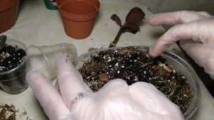 Драгоценная орхидея. Уход и размножение
