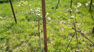 Обрезка старого винограда, обрезка запущенного винограда