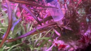 Нитчатые водоросли !!! Как аккуратно убрать их в аквариуме