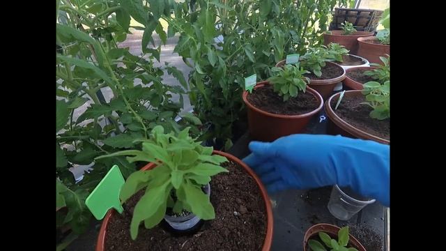 Вегетативная петуния!!! Высаживаю в кашпо на ПМЖ!!! Секреты пышного куста!!! съемка от 14 мая. смотреть онлайн