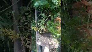 Морковь русский гигант и соломон