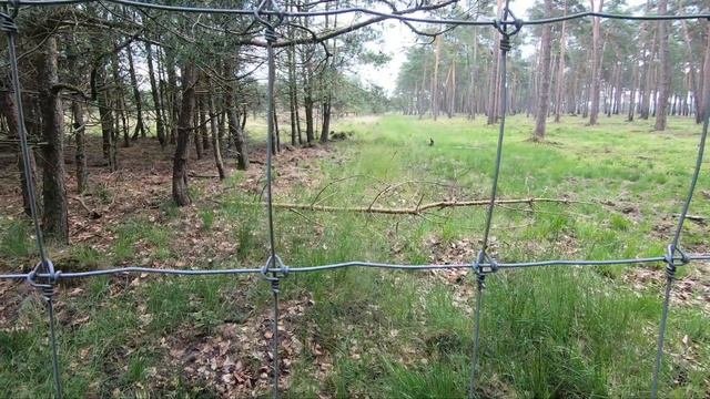Нидерланды ? Прогулки по Голландии | Голландские деревни ?