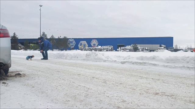 Спасённый из мусора йоркширский терьер смотреть онлайн