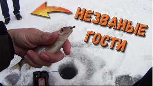 Безмотылка в городе - стритфишинг плотва, окунь