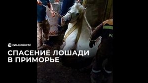 Спасение лошади в Приморье