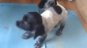 Продажа щенков русского спаниеля