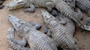 Крокодиловая ферма, Камбоджа