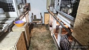 Метронидазол для кур. Собираем яйца.