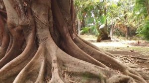 Африканский остров Маврикий! Обзор пляжей | Ботанический сад [Выпуск 11]