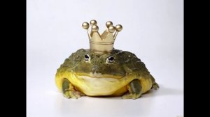 Смешные лягушки топ смешных лягушек