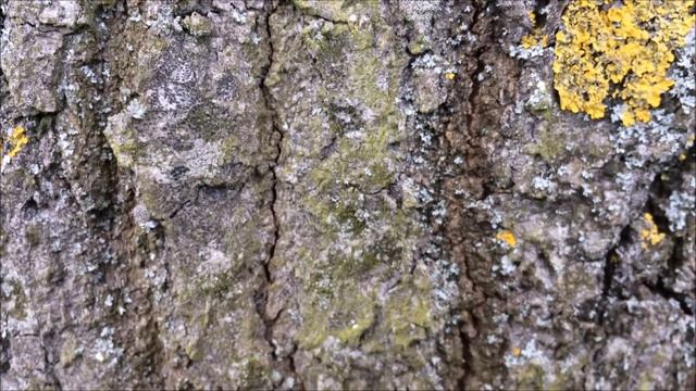 Sessile oak (Quercus petraea) - bark close up - February 2018 смотреть онлайн